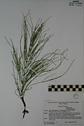 118715 - <i>Equisetum arvense</i> L.