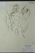 117837 - <i>Potamogeton pectinatus</i> L.