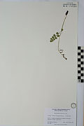 115431 - <i>Botrychium lunaria</i> (L.) Sw.