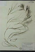 119395 - <i>Stuckenia pectinata</i> (L.) Börner