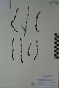 75949 - <i>Equisetum arvense</i> L.