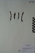 119672 - <i>Equisetum arvense</i> L.