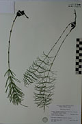 119673 - <i>Equisetum arvense</i> L.