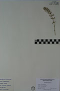120056 - <i>Equisetum arvense</i> L.