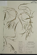 119003 - <i>Potamogeton pectinatus</i> L.