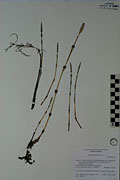 119882 - <i>Equisetum arvense</i> L.