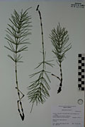 122268 - <i>Viburnum edule</i> (Michx.) Raf.