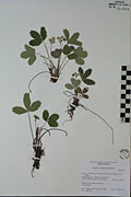 122041 - <i>Dryas drummondii</i> Richardson ex Hook.