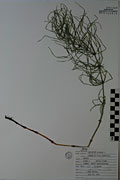 123629 - <i>Equisetum arvense</i> L.