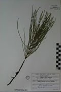 124515 - <i>Equisetum arvense</i> L.