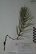 124516 - <i>Equisetum arvense</i> L.