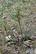 Live image of Plantago L.© 2008 University of Alberta