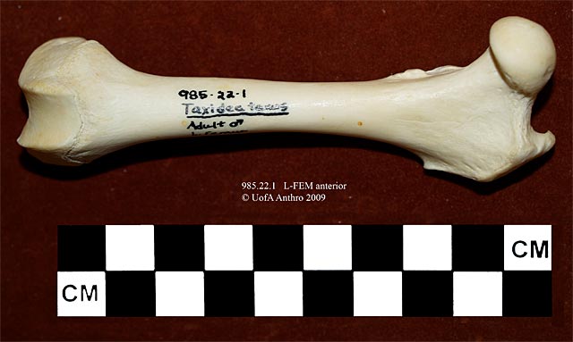 985.22.1 - Taxidea taxus