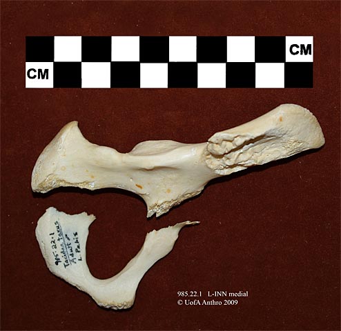 985.22.1 - Taxidea taxus