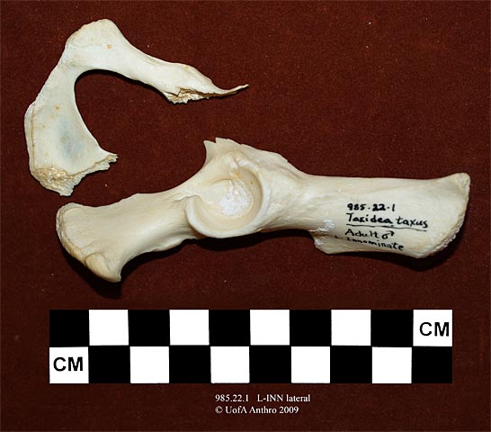 985.22.1 - Taxidea taxus