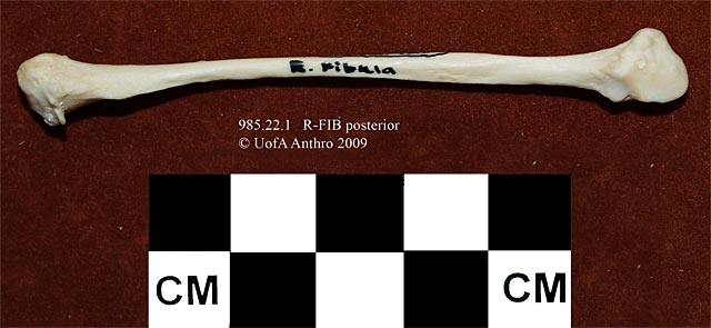 985.22.1 - Taxidea taxus