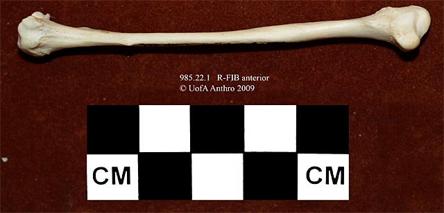 985.22.1 - Taxidea taxus